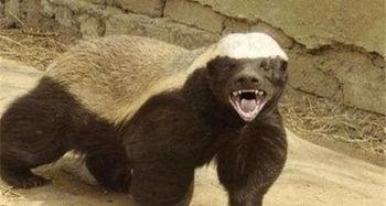 最新户外平头哥被爆料,揭秘神秘生物的神秘面纱